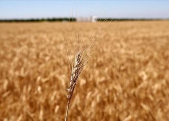 Mısır'ın buğday ithalatına BAE'den 500 milyon dolar fon desteği