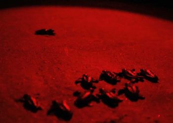 İztuzu kumsalındaki yavru caretta carettaların denize ulaşma çabası