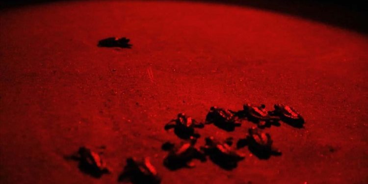 İztuzu kumsalındaki yavru caretta carettaların denize ulaşma çabası