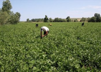 Bitlis’te atıl durumdaki 40 bin dekar alandan 16 bin 500 dekarı üretime kazandırıldı