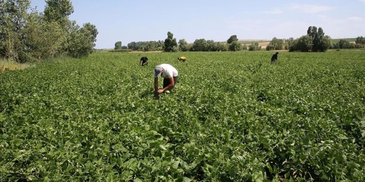Bitlis’te atıl durumdaki 40 bin dekar alandan 16 bin 500 dekarı üretime kazandırıldı