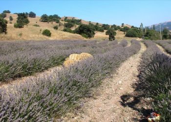Kadın üretici devletten aldığı destekle ilçesinde lavanta yetiştiriyor