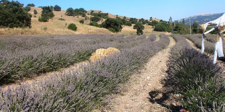 Kadın üretici devletten aldığı destekle ilçesinde lavanta yetiştiriyor