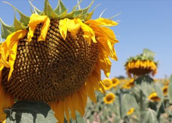 Türkiye'deki ayçiçeğinin yüzde 10'u Kırklareli'nde üretiliyor