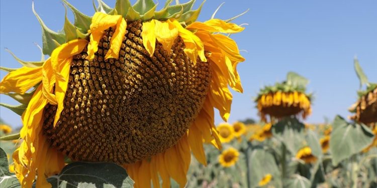 Türkiye'deki ayçiçeğinin yüzde 10'u Kırklareli'nde üretiliyor