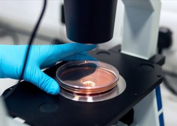 Araştırma: Yeni keşfedilen bakteri türü TC1, sıtmanın insanlara bulaşmasını engelleyebilir