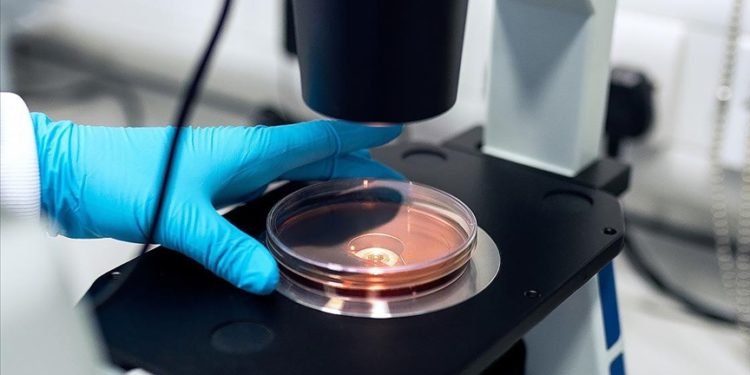 Araştırma: Yeni keşfedilen bakteri türü TC1, sıtmanın insanlara bulaşmasını engelleyebilir