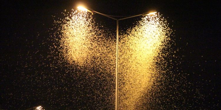 Sakarya'da birgün sineklerinin "ölüm uçuşu" başladı