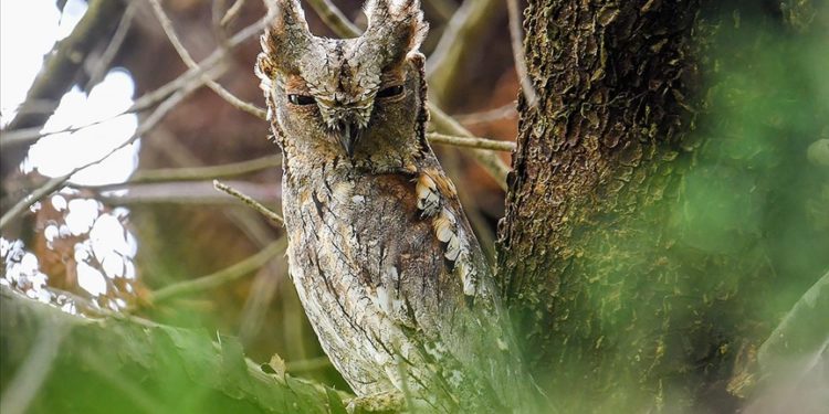 Hersek Lagünü'nde "İshak kuşu" ile kuş türü sayısı 254'e yükseldi