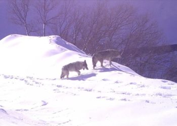 Bingöl'de yaban hayvanları fotokapanla görüntülendi