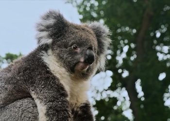 Turkish Cargo, koala Yani'yi yeni yuvasına kavuşturdu