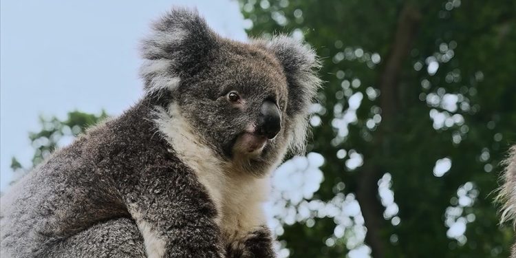 Turkish Cargo, koala Yani'yi yeni yuvasına kavuşturdu