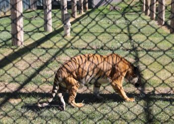 Kayseri'deki hayvanat bahçesinde engelli kaplan "Umay"a özenle bakılıyor