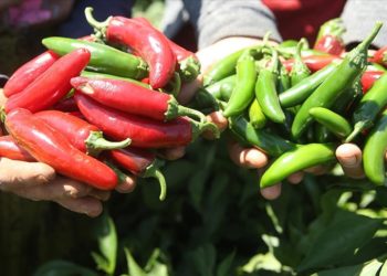 “Burada yetişmez” denilen biberi ekti, üretimini 10’a katladı