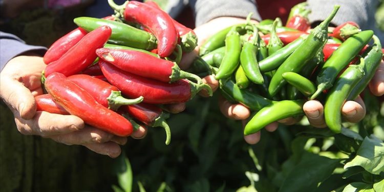 “Burada yetişmez” denilen biberi ekti, üretimini 10’a katladı