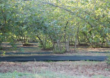 File örtüyle hasat yapan fındık üreticisi maliyet ve zaman tasarrufu sağladı