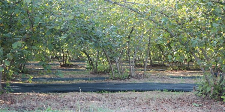 File örtüyle hasat yapan fındık üreticisi maliyet ve zaman tasarrufu sağladı