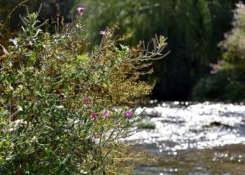 Ihlara Vadisi’ndeki bitki ve hayvan türleri kayıt altına alınıyor
