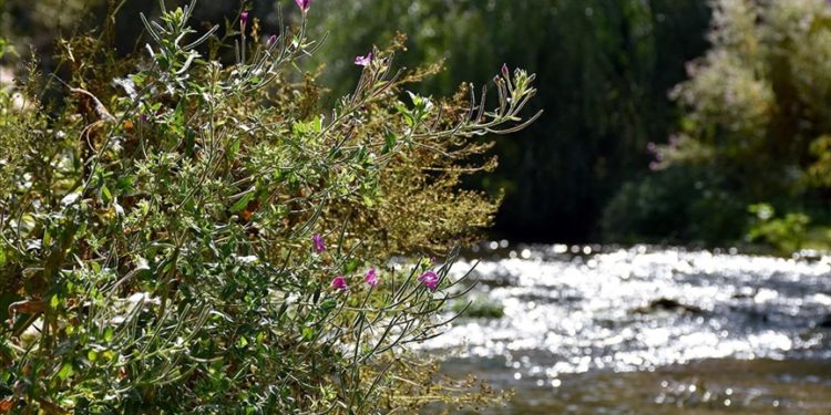 Ihlara Vadisi’ndeki bitki ve hayvan türleri kayıt altına alınıyor