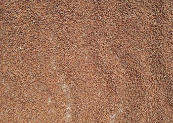 Sakarya’da fındık üreticilerinin harman mesaisi devam ediyor