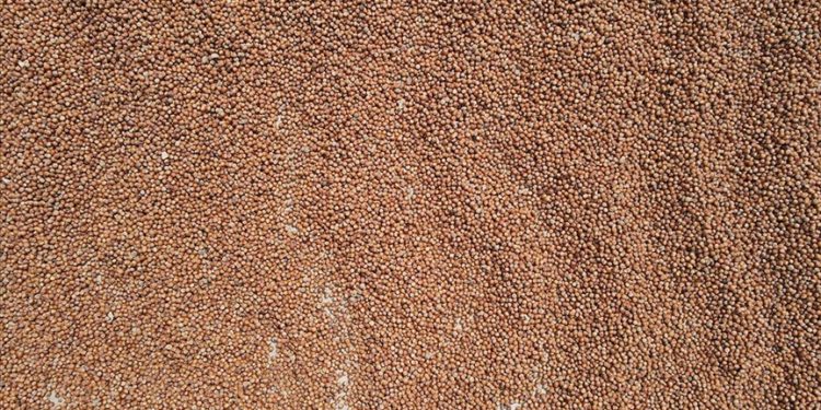 Sakarya’da fındık üreticilerinin harman mesaisi devam ediyor