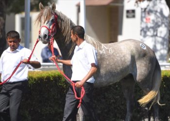 "Başaran" tayın satışından TİGEM rekor gelir sağladı