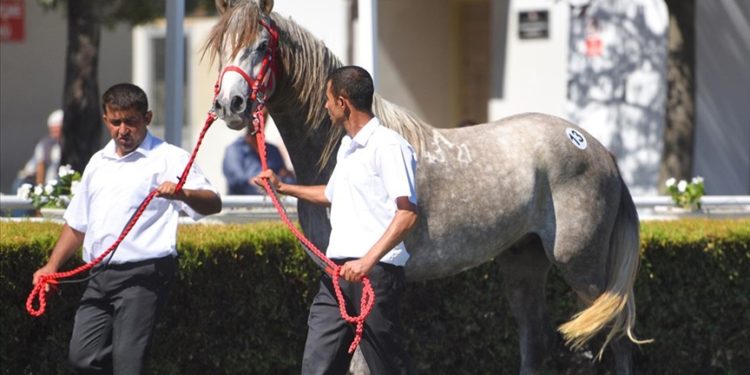 "Başaran" tayın satışından TİGEM rekor gelir sağladı
