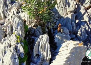 Antalya'da ayı ve ikiz yavrusunun sarp kayalıklara tırmanma çabası görüntülendi