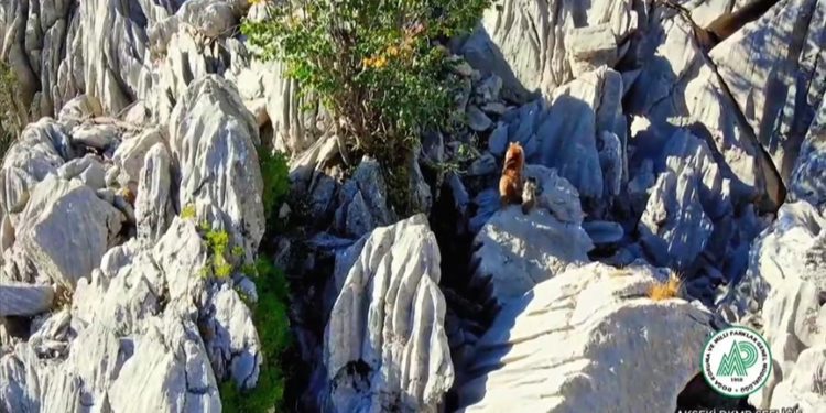Antalya'da ayı ve ikiz yavrusunun sarp kayalıklara tırmanma çabası görüntülendi