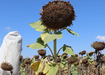 Edirne’de geliştirilen ayçiçeği çeşitleri hastalıklardan daha az etkilendi