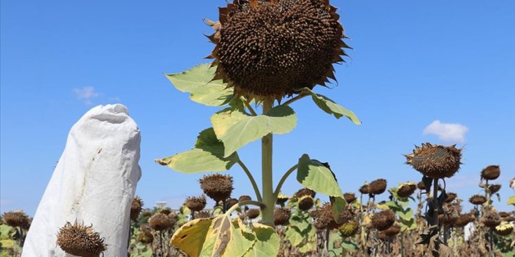 Edirne’de geliştirilen ayçiçeği çeşitleri hastalıklardan daha az etkilendi