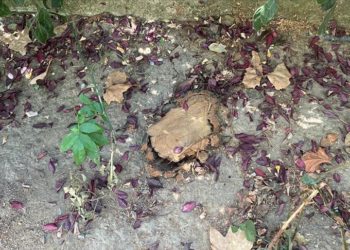 Beşiktaş Abbasağa Parkı’ndaki bakımsızlık, vatandaşların tepkisine neden oldu