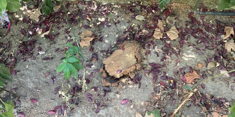 Beşiktaş Abbasağa Parkı’ndaki bakımsızlık, vatandaşların tepkisine neden oldu