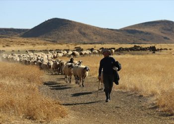 Besiciler yılın yarısını Karacadağ’ın eteklerinde geçiriyor