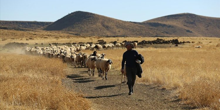 Besiciler yılın yarısını Karacadağ’ın eteklerinde geçiriyor