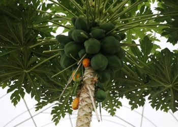 Tropikal meyve üreticileri, daha az su ve bakım isteyen papayayı sevdi