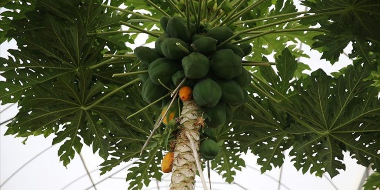 Tropikal meyve üreticileri, daha az su ve bakım isteyen papayayı sevdi