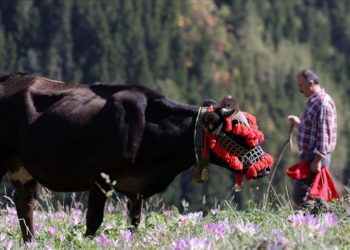 Besicilerin Karadeniz yaylalarından dönüş yolculuğu renkli görüntülere sahne oluyor