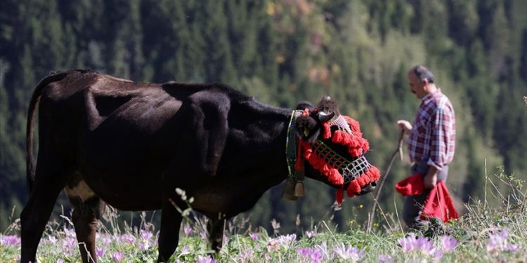 Besicilerin Karadeniz yaylalarından dönüş yolculuğu renkli görüntülere sahne oluyor
