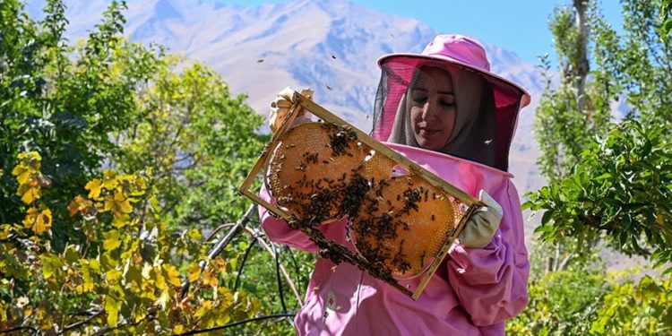 Pembe kıyafetli kadınlar 2 bin 800 rakımlı yaylada bal hasadına başladı