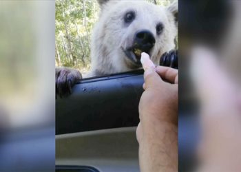 Nemrut Kalderası'ndaki bozayının şeker yediği anlar kameraya yansıdı