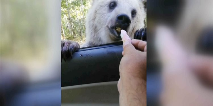 Nemrut Kalderası'ndaki bozayının şeker yediği anlar kameraya yansıdı