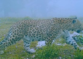 Anadolu Parsı fotokapanla görüntülendi