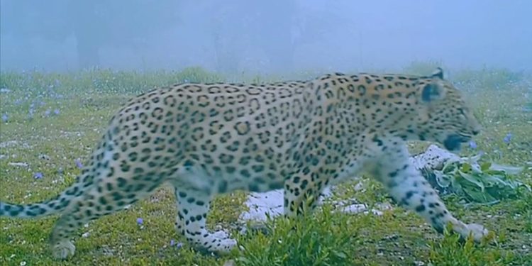 Anadolu Parsı fotokapanla görüntülendi