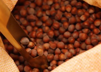 Türkiye'nin fındık ihracatı 1 milyar 795 milyon dolar olarak gerçekleşti