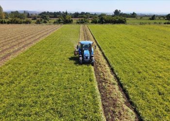 Osmaniye'de ekim alanı genişleyen yer fıstığında rekolte artışı bekleniyor