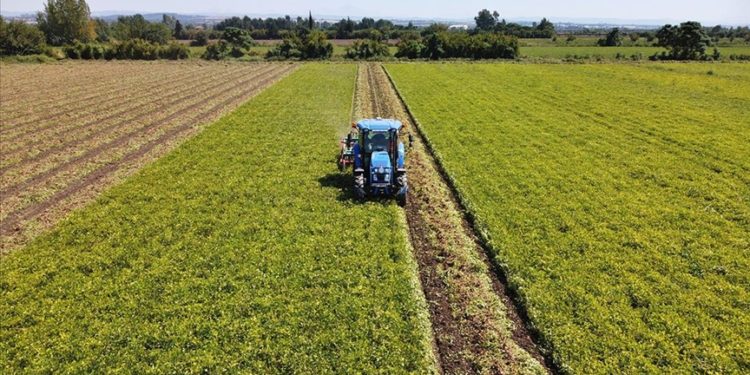 Osmaniye'de ekim alanı genişleyen yer fıstığında rekolte artışı bekleniyor