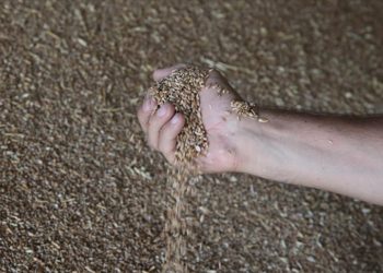 Türkiye’nin buğday üretimi 21,5 milyon tona ulaştı