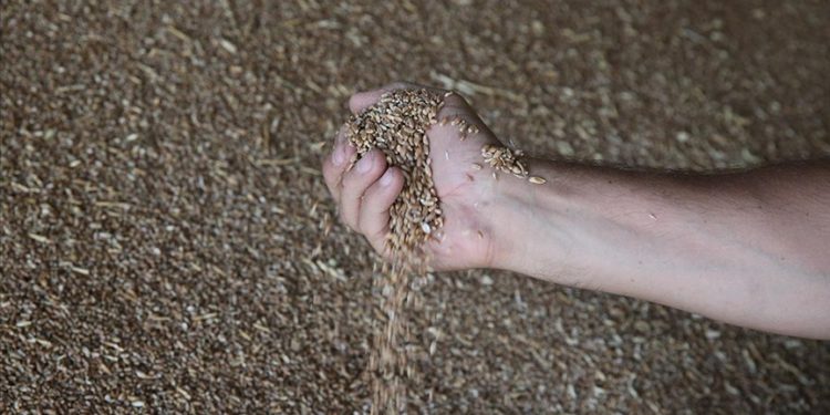 Türkiye’nin buğday üretimi 21,5 milyon tona ulaştı