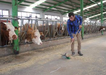 Memleketine dönüp babasından devraldığı besi çiftliğini devlet desteğiyle büyüttü